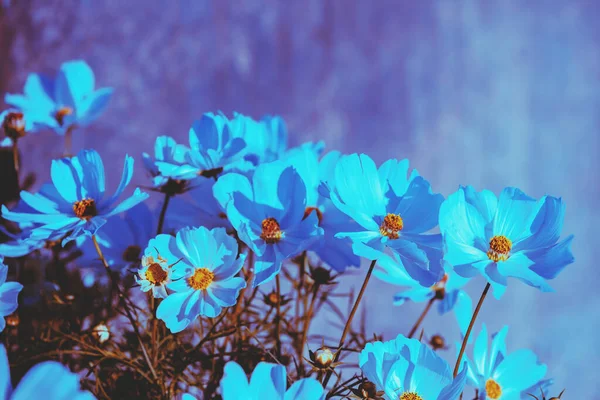 Flowering Cosmea Flowers Violet Wall Blue Toned — Stock Photo, Image