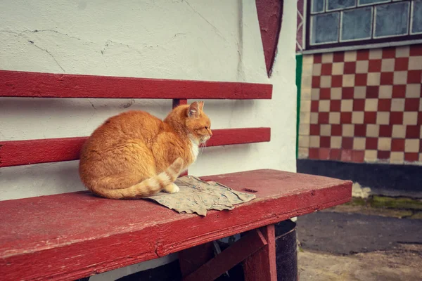 고양이는 마당에 벤치에 — 스톡 사진