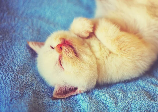 Sleeping cute kitten lies on his back on a blue fluffy blanket