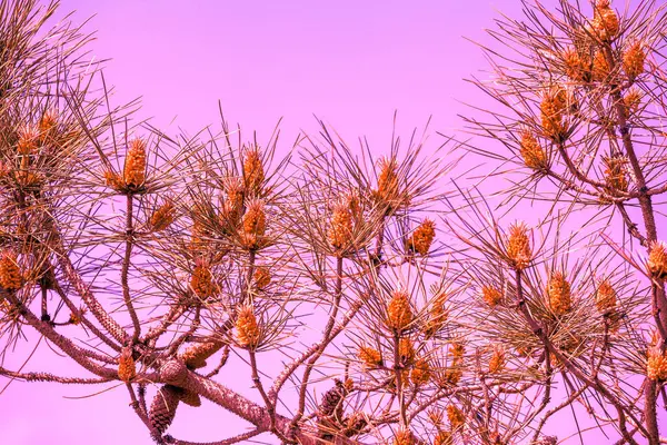 Blühende Kiefernzweige Vor Rosa Himmel Natur Hintergrund Rosa Farbe — Stockfoto