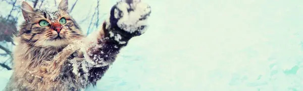 Веселий Грайливий Кіт Свіжому Повітрі Сніжну Зиму Кіт Лапою Повітрі — стокове фото