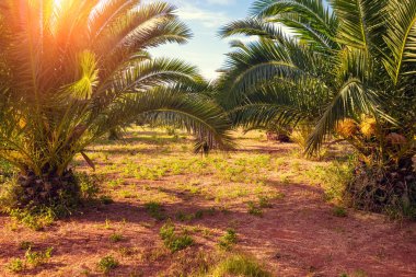 Gün batımına karşı bir sıra tropik palmiye ağacı. Palm Grove 'da. Tropik akşam manzarası
