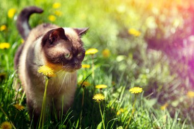 Siyam kedisi baharda karahindiba çimlerinde yürüyor