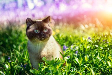 Kedi yaz aylarında menekşe çiçeklerinde oturur.