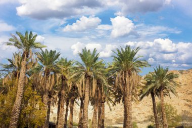 Oasis çölde. Palmiye ağaçları dağ karşı