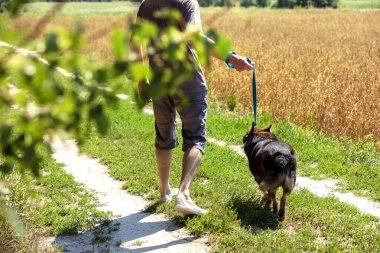 Bir adam köpeğini yulaf tarlasının kenarında gezdirir. Tasmalı bir köpek tutan adam