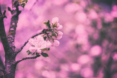 Vintage blossoming orchard. Apple tree branches with flowers