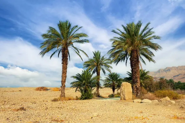 Palm trees in desert, Ein Gedi, Israel