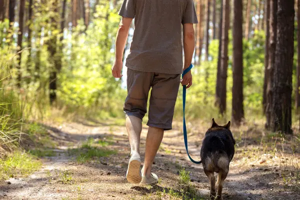 Man walking with a dog in the forest. The man holding a dog on a leash
