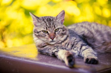 Dışarıdaki sevimli bir kedinin portresi. Sonbaharda bahçede yatan komik kedi.