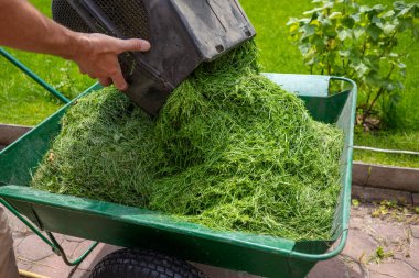 Bir bahçıvan, çim biçme makinesi kutusundan kesilmiş çimenleri arabaya koyuyor.