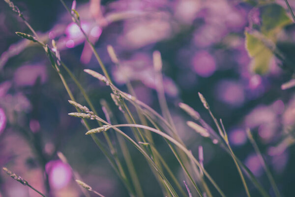 Young Shoots Lavender Flowering Lavender Field Summer — Stock Photo, Image