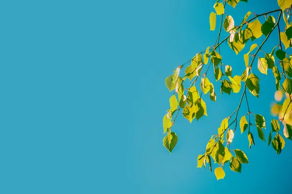Birkenzweige Mit Grünen Blättern Auf Blauem Hintergrund — Stockfoto