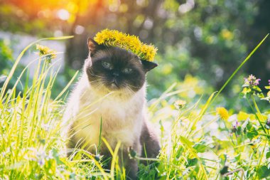 Renkli kedi yazın çimlerin üzerinde yürüyor. Kedi karahindiba çelenk takıyor.