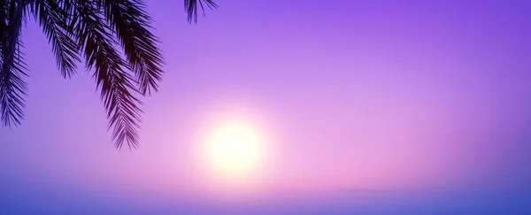 Silhouette of a palm branch on purple sunset sky