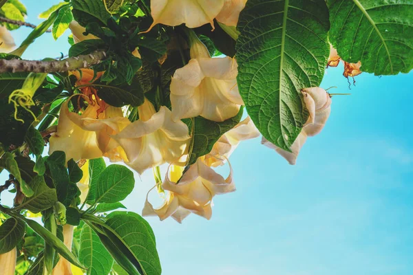 Kvetoucí Strom Brugmansie Větví Proti Modré Obloze Pozadí Přírody Stock Snímky