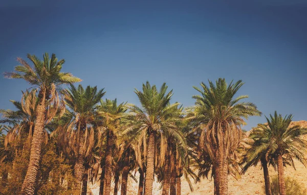 Palm trees in the desert. Oasis in the desert. Nature landscape. Ein Gedi, Israel