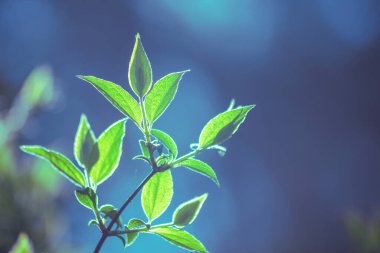 Söğüt ağacının dalları ve ilkbaharın başlarında genç yapraklar. Ağaç veya bahçenin bahar yaprakları, yapraklar. Mavi yeşil mahsul rengi. Doğa arkaplanı