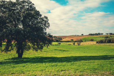Sonbaharda ağaçlı tarla. Kırsal alan