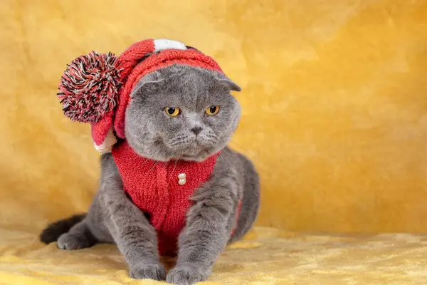 一个滑稽的生姜猫的肖像 头戴帽子 头戴花冠 头戴夹克 猫坐在柔软的黄色毛毯上 — 图库照片