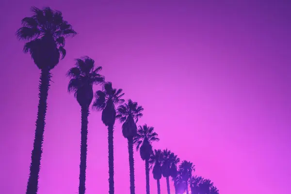 Row of Palm trees against sky at sunset Purple color toning