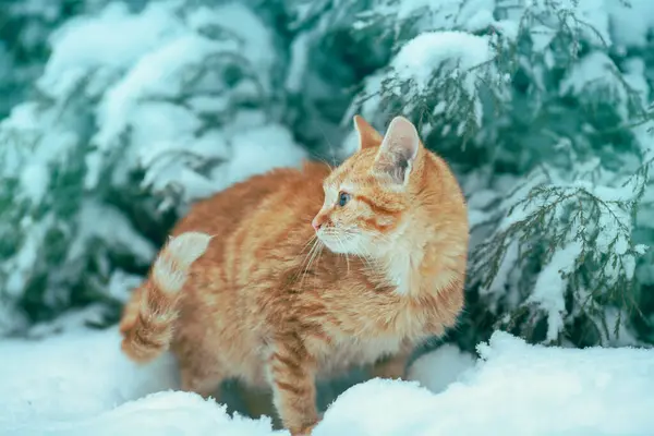 Red cat outdoors in snowy winter. Cat siting in snow near fir tree
