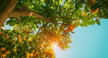 Olgun portakallı dallar mavi gökyüzüne karşı