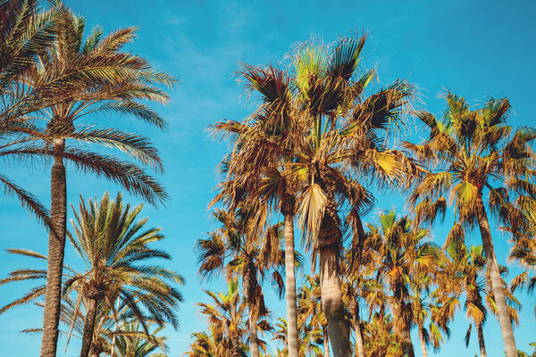 Пальмы против голубого неба. Плантация пальм. Природный пейзаж Озил Гедини, Израиль