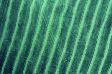 Çizgili biçilmiş buğday tarlasının en üst görüntüsü. Kırsal doğa. Yeşil renk