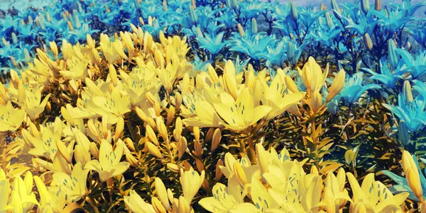 Vintage Blume Rasen Von Lilien Blau Gelber Blumiger Hintergrund — Stockfoto