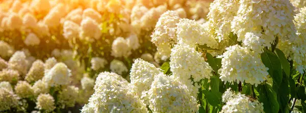 White Hydrangea bushes in a garden on a sunny day. Horizontal banner