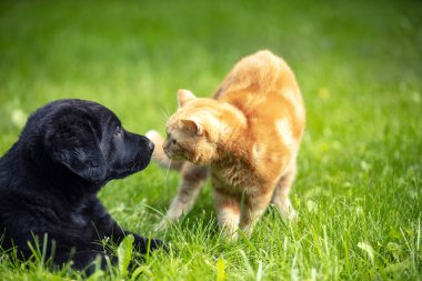 Küçük kedi yavrusu bahar bahçesindeki çimlerin üzerinde oynuyordu.