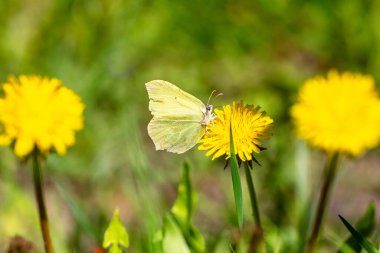 Bahar bahçesindeki karahindiba çiçeğinin üzerinde kelebek