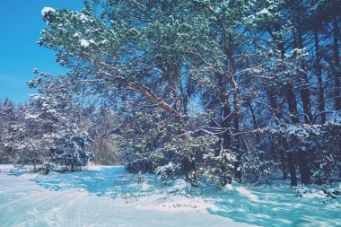 Kar yağarken kış manzarası. Karla kaplı ladin ağaçları. Noel kartı Ormanı