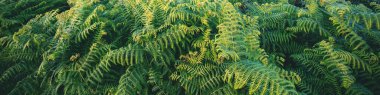 Ferns leaves nature background. Horizontal banner clipart