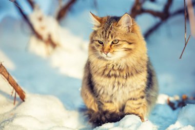 Kışın açık havada kedi. Kışın karda yürüyen sevimli bir kedi yavrusu.