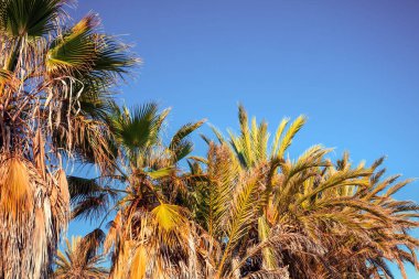 Mavi gökyüzüne karşı tropik palmiye ağaçları. Uzun palmiye ağaçlarının silueti. Tropik bir manzara. Güzel tropik doğa