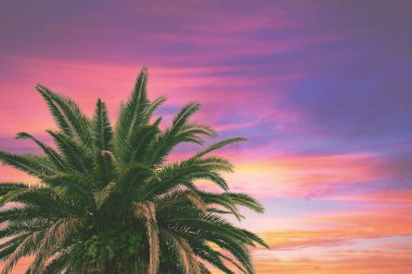 Renkli günbatımı gökyüzüne karşı palmiye ağaçları. Güzel tropikal akşam doğası