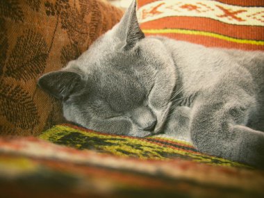 Mavi İngiliz kedisi koltukta uyuyor.