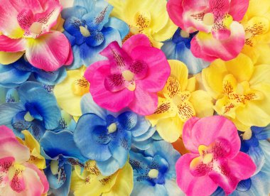 Renkli suni çiçeklerin çiçek arkaplanı