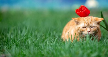 Kafasında lale çiçekleri olan bir kedinin portresi. Bir bahar bahçesinde çimlerin üzerinde yatan kedi. Yatay Pankart