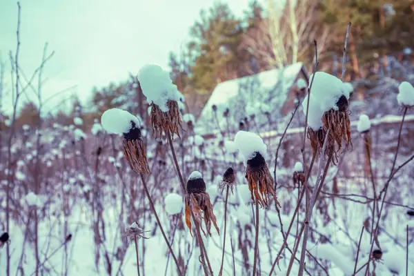 Pueblo Bosque Invierno Nevado Nieve Sobre Flores Secas Susan Ojos — Foto de Stock