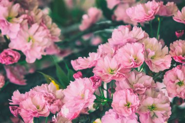 Çiçek açan sakura (kiraz çiçeği) doğa arka planı