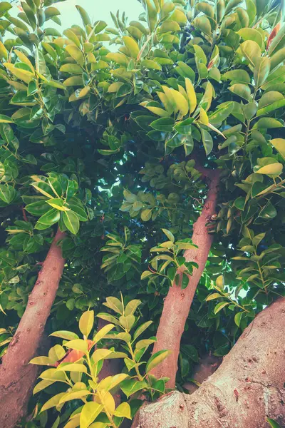 Ficusbäume Ficushain Einem Sonnigen Tag Vertikales Banner — Stockfoto
