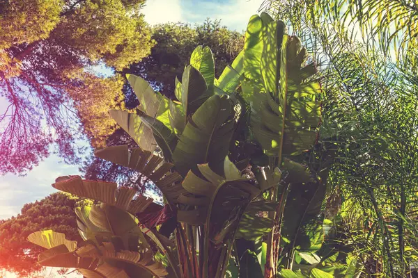 Bananenplantage Einem Sonnigen Tag Tropischer Hintergrund Der Natur — Stockfoto