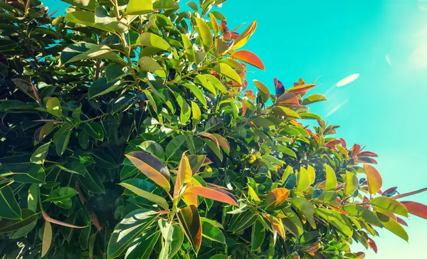 Magnolie Verzweigt Sich Einem Sonnigen Tag Gegen Den Blauen Himmel — Stockfoto