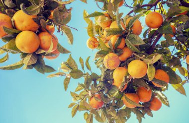 Olgun portakallı dallar mavi gökyüzüne karşı
