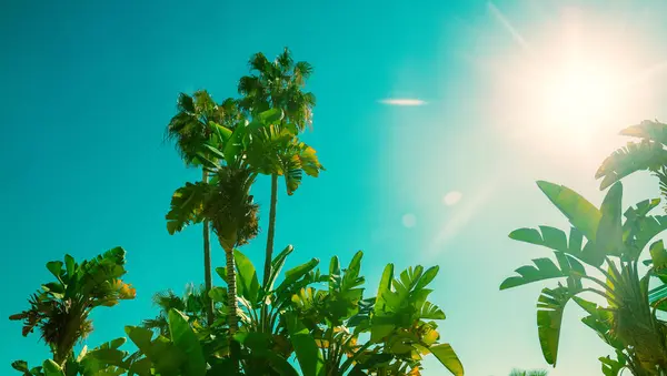 Bananenplantage Und Palmen Einem Sonnigen Tag Tropische Naturlandschaft — Stockfoto