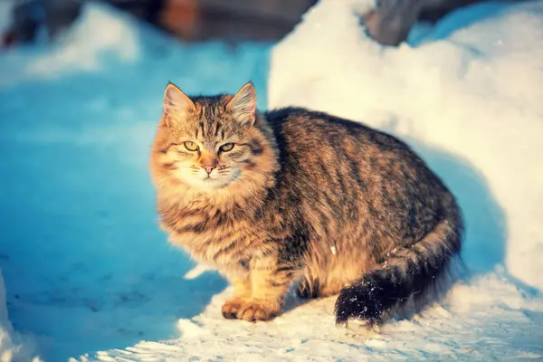 Cat outdoors in winter. Cute kitten walking in the snow in winter