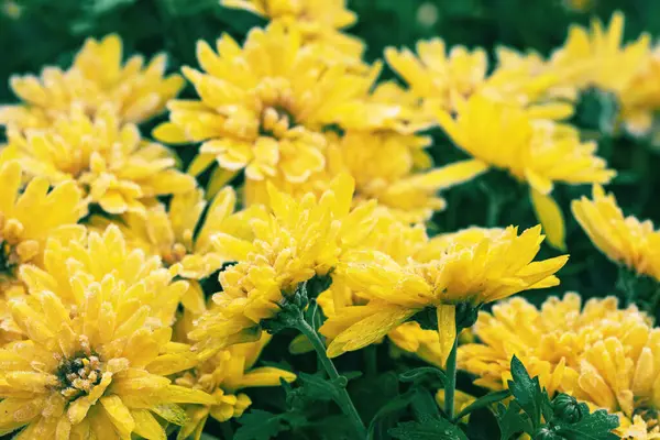 Yellow Chrysanthemum flowers are covered with rime in winter. Floral background
